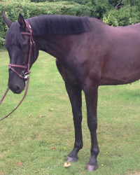 Hendrik