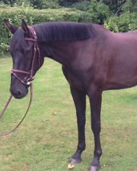 Hendrik